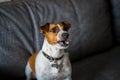 Jack Russell Terrier grins his teeth and growls