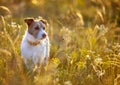 Jack russell terrier happy unleashed dog waiting in the grass in summer