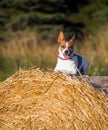 Jack Russell terrier on a haystack Royalty Free Stock Photo