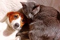 Jack Russell Terrier hiding behind with a gray cat on a white coverlet Royalty Free Stock Photo