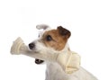 Jack russell terrier holding a bone