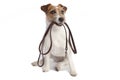 Jack russell terrier holding leach Royalty Free Stock Photo