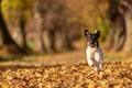 Jack Russell Terrier. Young cute dog is running fast through a tree avenue in the forest Royalty Free Stock Photo