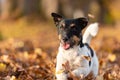 Jack Russell Terrier. Young cute dog is running fast through a tree avenue in the forest Royalty Free Stock Photo