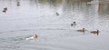 Jack Russell Terrier hunting ducks in the pond, natural background, European landscape