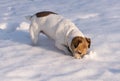 Jack Russell Terrier Hunting in the Snow Royalty Free Stock Photo