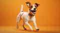 Jack Russell Terrier