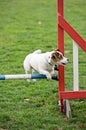 Jack Russell Terrier jumping over a hurdle
