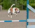 Jack Russell Terrier jumps over an agility hurdle in an agility competition