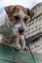 Jack Russell Terrier jumps over the obstacle. Training of dogs.