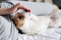 Jack russell terrier lick hand of owner, woman and dog lie on the bed together Royalty Free Stock Photo