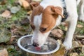 Pet dog laps and drinks water from bowl on walk at autumn day