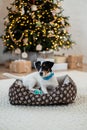 Jack Russell Terrier lies on a bed and near toy under a holiday tree with gift boxes and holiday lights Royalty Free Stock Photo