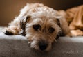 Jack russell terrier lies bored on the couch