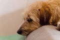 Jack russell terrier lies bored on the couch