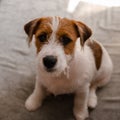 Jack russell terrier lies bored on the couch