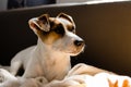 Jack russell terrier lies bored on the couch