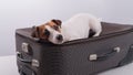 Jack russell terrier lies on a suitcase on a white background waiting for a vacation. The dog is going on a journey with Royalty Free Stock Photo