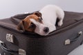 Jack russell terrier lies on a suitcase on a white background waiting for a vacation. The dog is going on a journey with Royalty Free Stock Photo