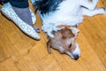 Jack Russell Terrier lies on wooden floor at home next master`s female feet