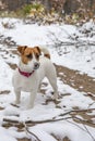 Jack russell terrier listening on the hunt in the winter forest, vertical