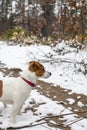 Jack russell terrier listening on the hunt in the winter forest, vertical