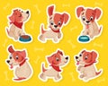 Jack Russell Terrier Little Puppy with Cute Snout Vector Set