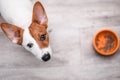 Jack russell terrier looking up. Puppy sitting on wooden floor. Dog with an empty food bowl. Sad and hungry puppy. Royalty Free Stock Photo