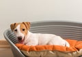 Jack Russell Terrier Lying on Dog Bed