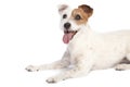 Jack russell terrier lying down