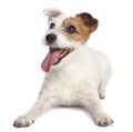 Jack russell terrier lying down Royalty Free Stock Photo