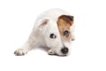 Jack russell terrier lying down Royalty Free Stock Photo