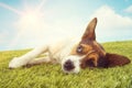 Jack Russell Terrier Lying Down on Grass Royalty Free Stock Photo
