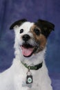 Jack Russell Terrier with mouth open