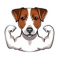 Jack Russell Terrier with muscule. Vector