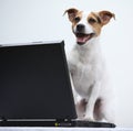 Jack russell terrier with notebook Royalty Free Stock Photo