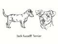 Jack Russell Terrier Parson Russell Terrier collection standing side view and head. Ink black and white doodle drawing