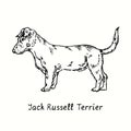 Jack Russell Terrier Parson Russell Terrier standing side view. Ink black and white doodle drawing