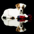 Jack Russell Terrier Royalty Free Stock Photo