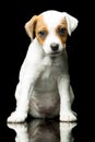 Jack Russell Terrier Royalty Free Stock Photo