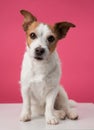 Jack Russell Terrier with a perceptive stare poses against a pink background