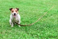 Obedient dog and long-line training leash on green grass background Royalty Free Stock Photo