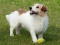 Jack Russell Terrier playing Royalty Free Stock Photo
