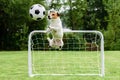 Funny dog flying in amusing pose catching football soccer ball and saving goal Royalty Free Stock Photo