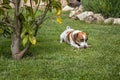 Jack Russell terrier playing with a wooden stick on the green grass in the garden Royalty Free Stock Photo
