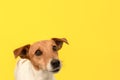 Jack Russell Terrier. Portrait. Thoroughbred dog on a yellow background. Copy space