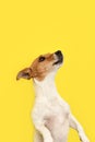 Jack Russell Terrier. Portrait. Thoroughbred dog on a yellow background. Pets