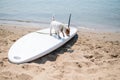 Jack russell terrier posing on a paddle board on the beach. Dog on a surf board Royalty Free Stock Photo