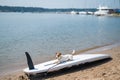 Jack russell terrier posing on a paddle board on the beach. Dog on a surf board Royalty Free Stock Photo