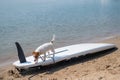 Jack russell terrier posing on a paddle board on the beach. Dog on a surf board Royalty Free Stock Photo